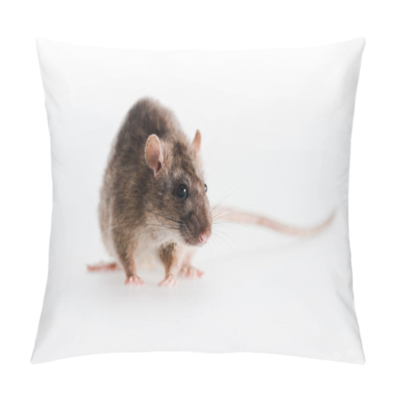 Personality  Selective Focus Of Small Rat Isolated On White  Pillow Covers