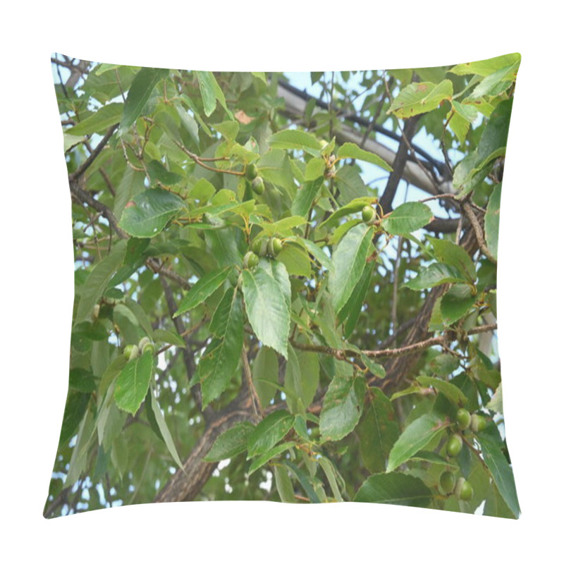 Personality  Quercus Serrata ( Konara Oak ) Acorns. Fagaceae Deciduous Tree. Pillow Covers