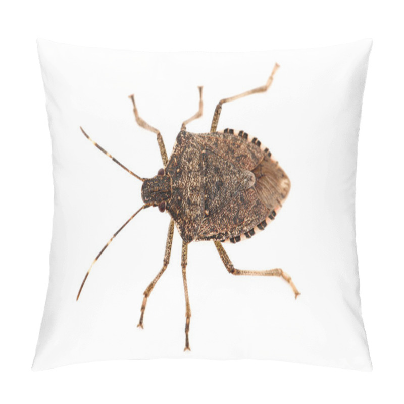 Personality  Shield Bug Isolated On White Background, Macro Photo Pillow Covers