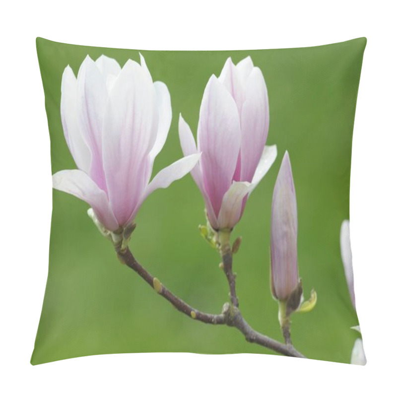 Personality  Tulip Magnolia Flowers, Magnolia Soulangeana, Amabilis, Cultivated Variety Pillow Covers