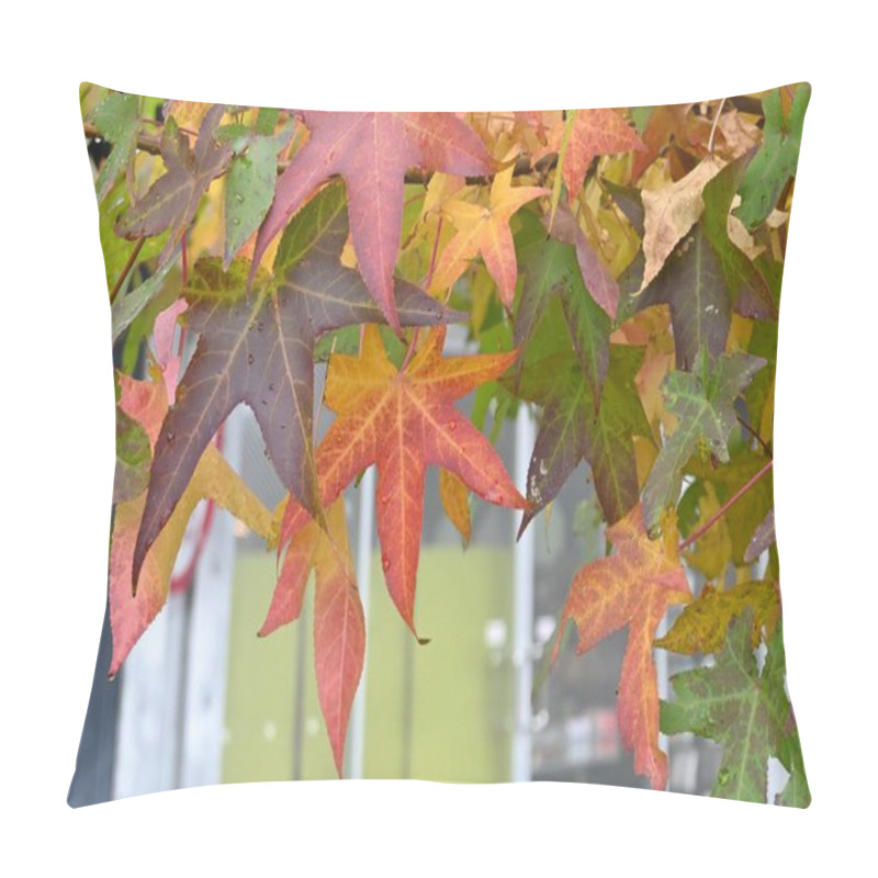 Personality  American Sweetgum (Liquidambar Styraciflua) Autumn Leaves. Altingiaceae Deciduous Tree Native To North America. Its Vivid Autumn Leaves Make It A Popular Street Tree. Pillow Covers