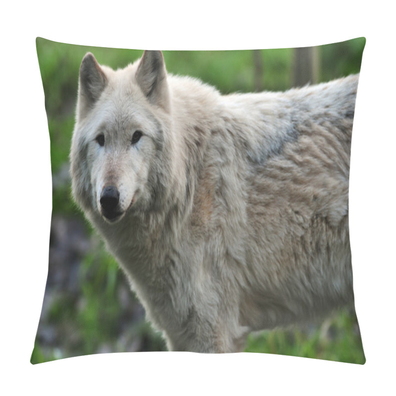 Personality  Gray Wolf Portrait Pillow Covers