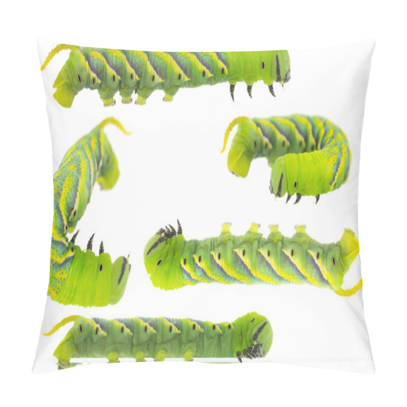 Personality  Green Caterpillar Of Death's Head Hawkmoth In Different Positions Pillow Covers