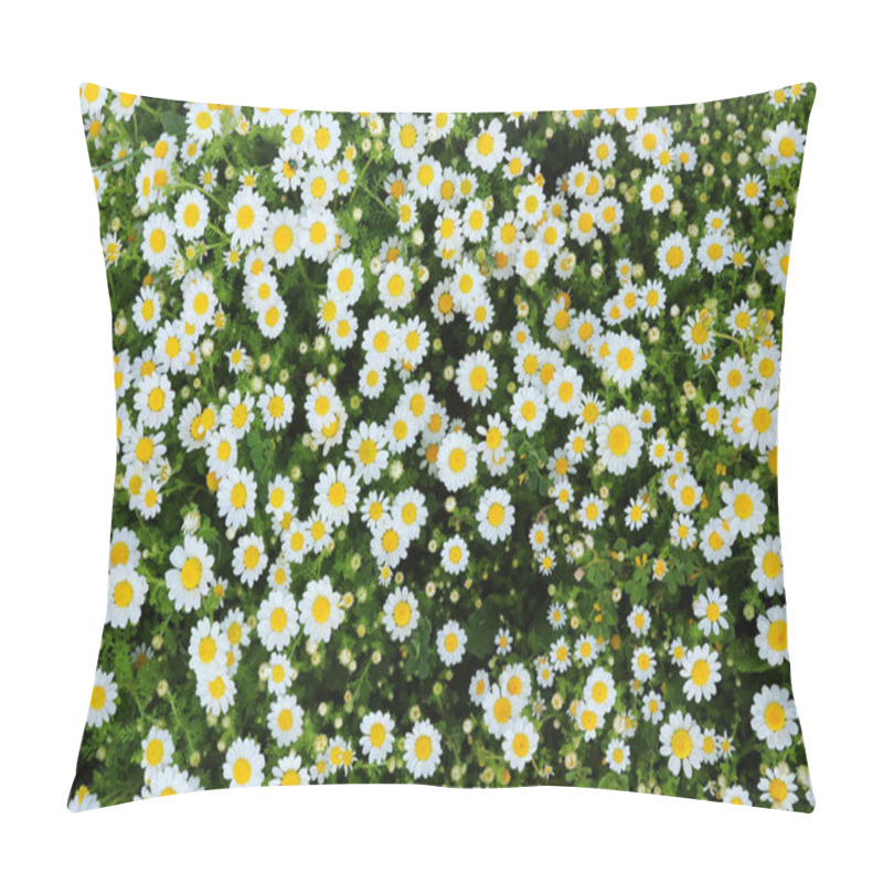 Personality  Background Of Spring Beautiful Daisy Flowers. Selective Focus Pillow Covers