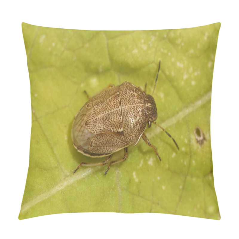 Personality  Natural Closeup On A Rare Small Grass Shieldbug, Neottiglossa Pusilla Pillow Covers