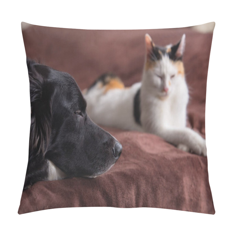 Personality  Cat And Dog Sleep Together. Kitten And Puppy Taking A Nap. Pets. Animal Care. Love And Friendship. Pets. Pillow Covers