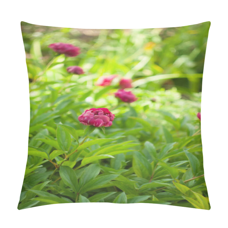 Personality  Vibrant Peony Blossoms In A Lush Garden Setting During Springtime Bloom Pillow Covers