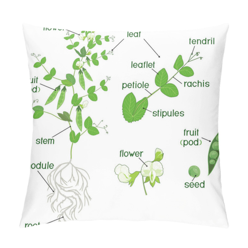 Personality  Parts Of Plant. Morphology Of Pea Plant With Fruits, Flowers, Green Leaves And Root System Isolated On White Background Pillow Covers