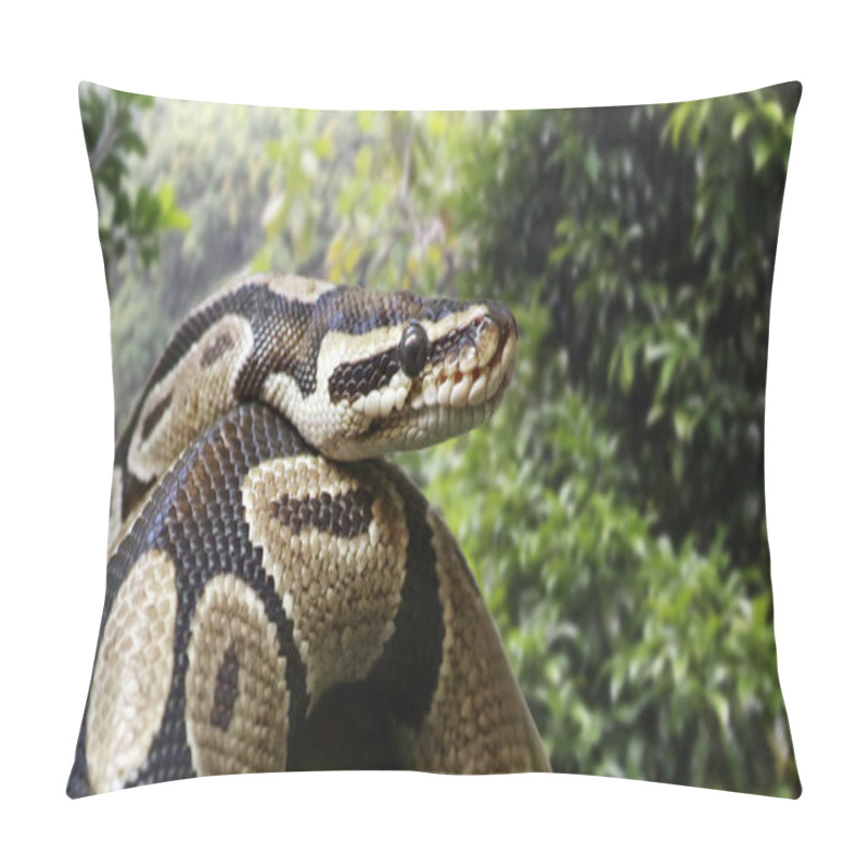 Personality  Close-up View Of A Royal Python Pillow Covers