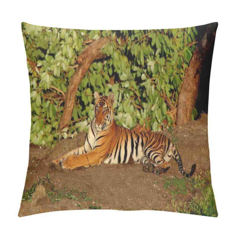 Personality  Tigress, Panthera Tigris, Bandipur National Park, Karnataka, India Pillow Covers