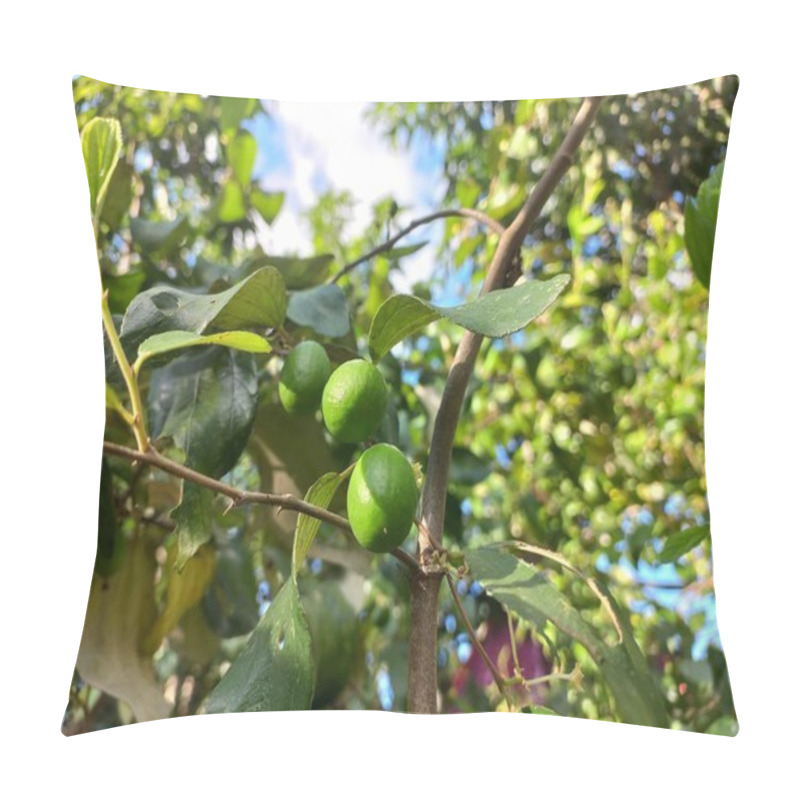 Personality  Organic Green Plums On A Tree Branch Pillow Covers