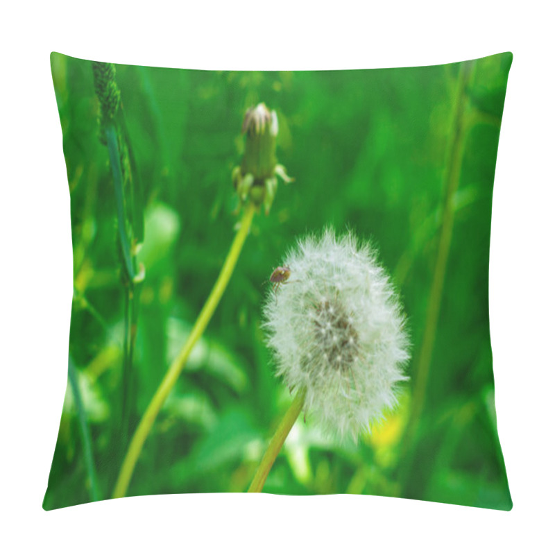 Personality  A Delicate Dandelion Puff Stands Out Amidst Lush Green Grass, Illuminated By Sunlight. Nearby, A Budding Dandelion Prepares To Bloom. Nature's Beauty Captivates In This Serene Setting. Pillow Covers