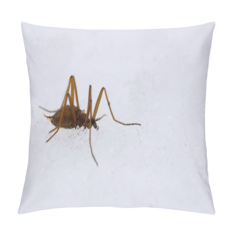 Personality  Chionea Lutescens On Snow, Pillow Covers