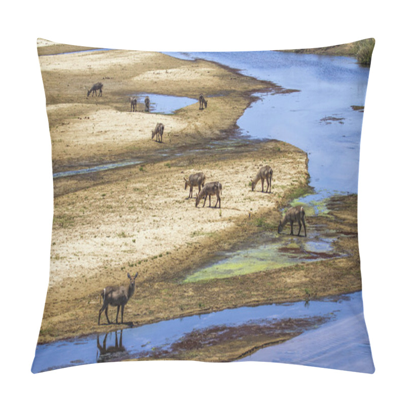 Personality  Waterbuck In Kruger National Park, South Africa Pillow Covers