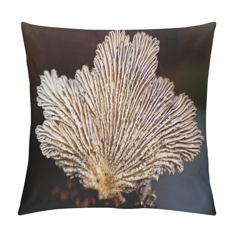 Personality  Schizophyllum Commune The Split Gill Mushroom 8536 Pillow Covers