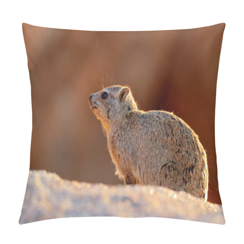 Personality  Face Portrait Of Hyrax. Procavia Capensis, Namibia. Rare Interesting Mammal From Africa. Rock Hyrax On Stone In Rocky Mountain. Wildlife Scene From Nature. Pillow Covers