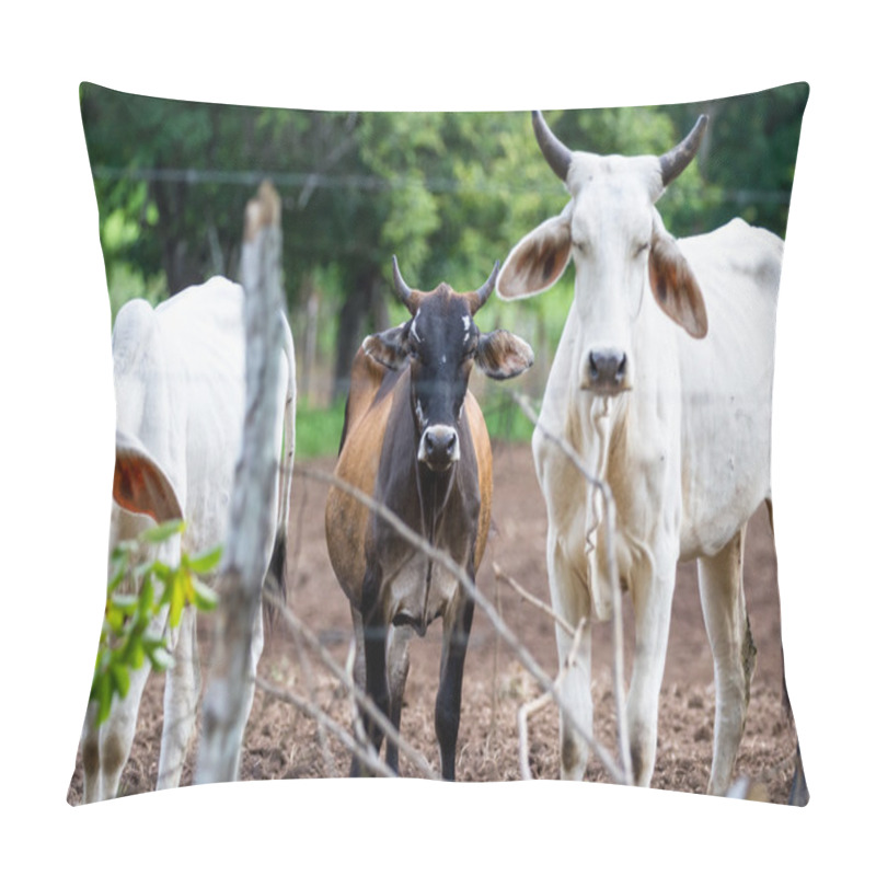 Personality  Brahman Cattle In Costa Rica  Pillow Covers