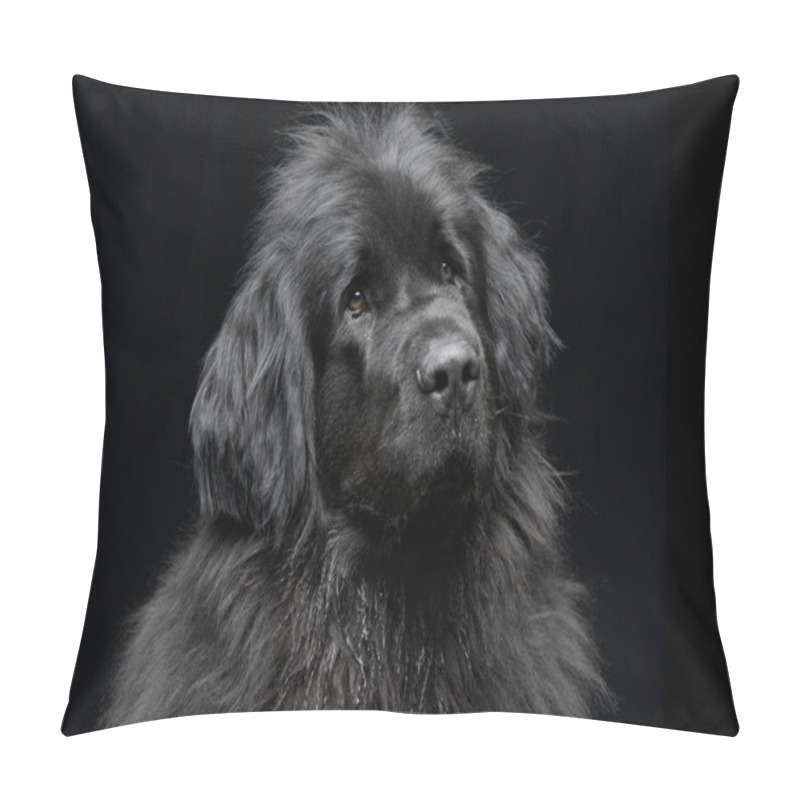 Personality  Portrait Of An Adorable Newfoundland Dog - Isolated On Black Background. Pillow Covers