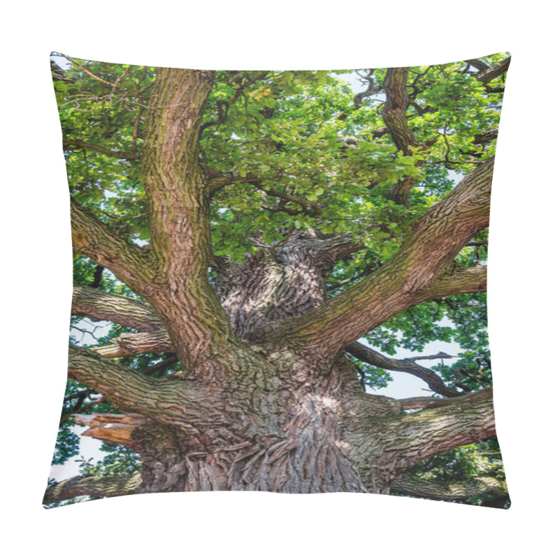 Personality  Close-up Of A Very Big Old Oak Tree Seen From Below Pillow Covers