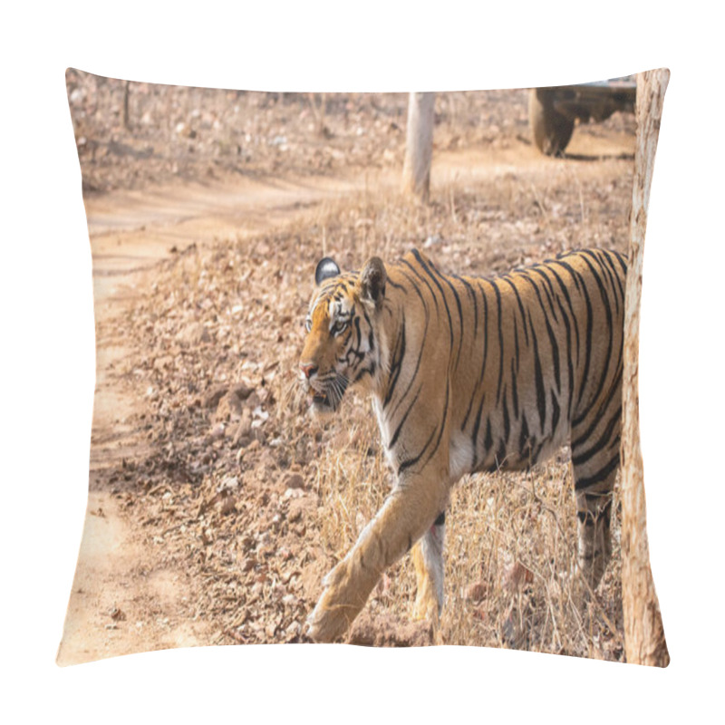 Personality  A Dominant Tigress Named Baras Walking Inside The Deep Jungles Of Pench Tiger Reserve During A Wildlife Safari Pillow Covers