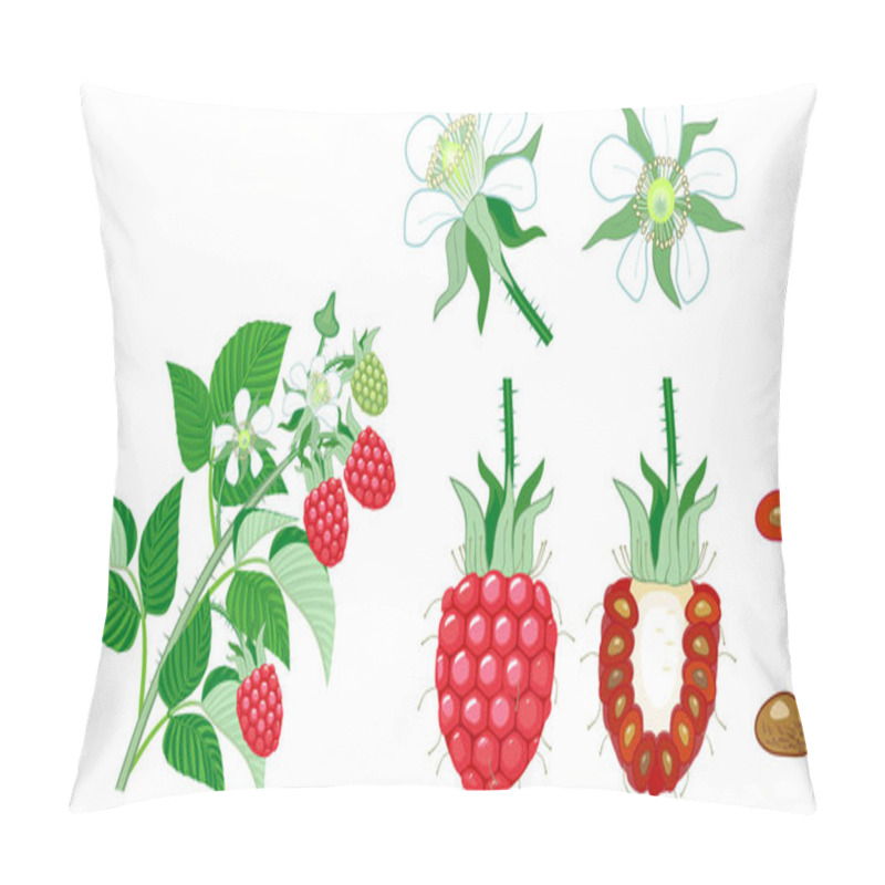 Personality  Raspberry Branch With Ripe Red Berries, Green Leaves And White Flowers Isolated On White Background Pillow Covers