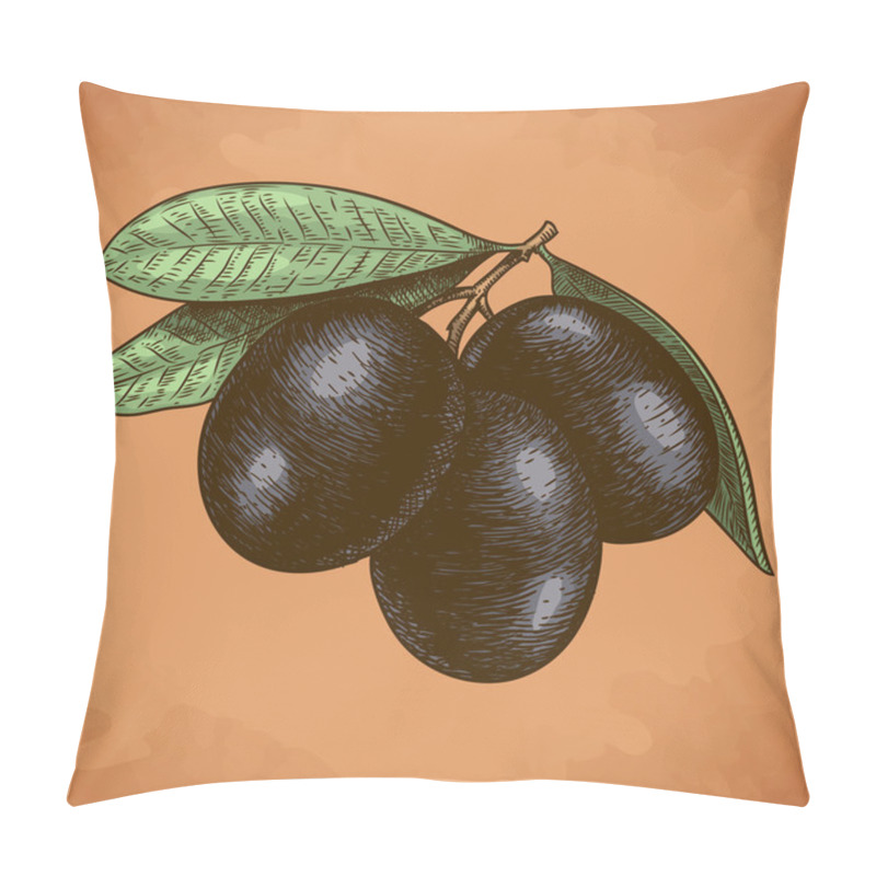 Personality  Engraving Antique Illustration Of Olive Tree Branch In Retro Sty Pillow Covers