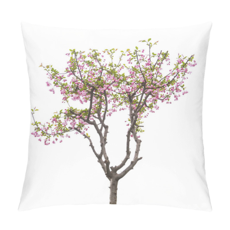 Personality  Crabapple Flowers Isolated On White Background, Latin Name Malus Halliana Koehne Pillow Covers