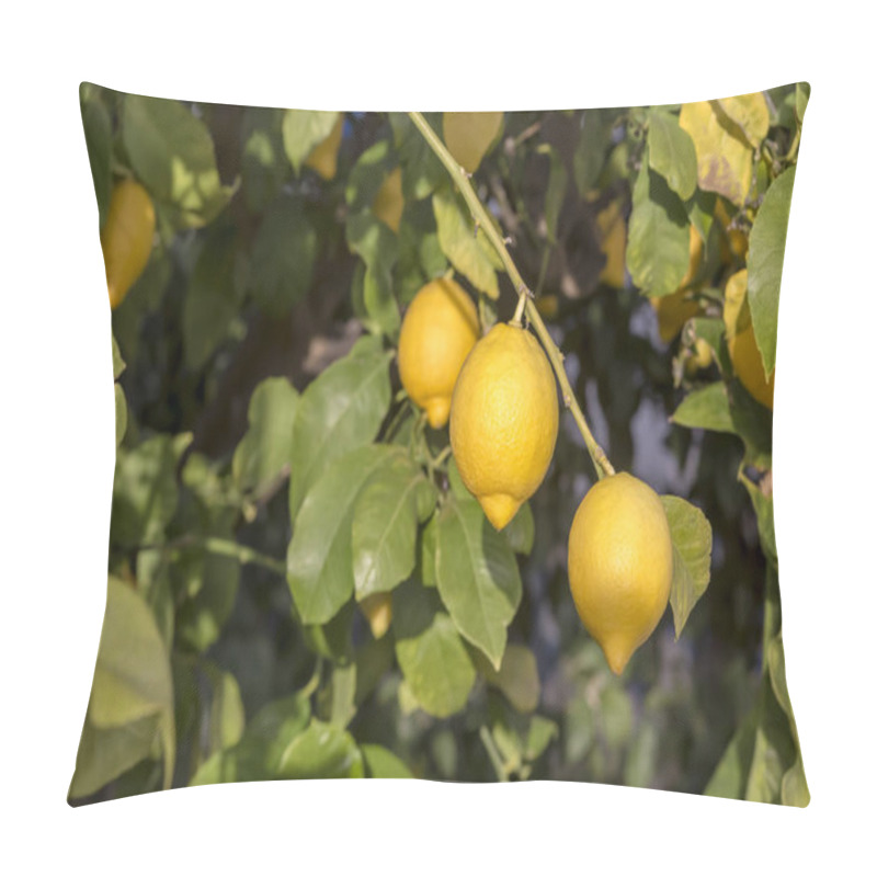 Personality  Ripening, Yellow Lemons With Dew Drops Hang On A Tree In A Orchard Close-up On A Sunny, Spring Morning Pillow Covers