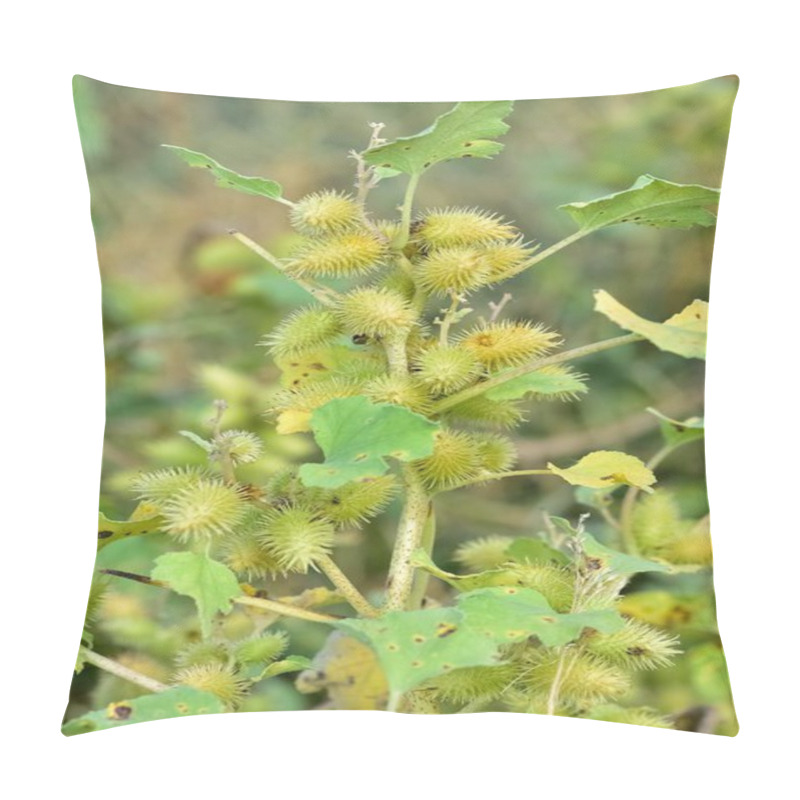 Personality  Photos Of Thorny Plants That Grow Spontaneously In Nature. Pillow Covers