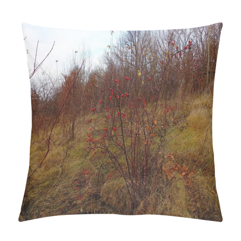 Personality  A Rosehip Bush On A Grassy Hillside In Autumn With Small Red Berries On Thorny Branches. Pillow Covers