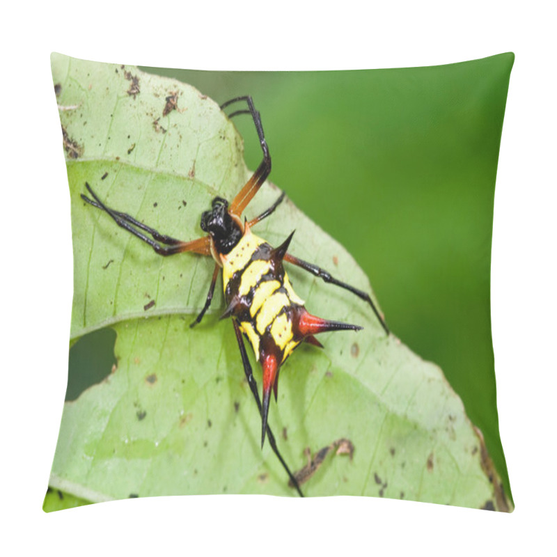 Personality  Spider, Micrathena Sp Pillow Covers