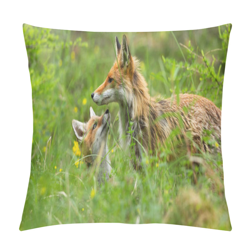 Personality  Lovely Red Fox Cub Hiding Below Mother And Sniffing With Little Nose In Forest Pillow Covers