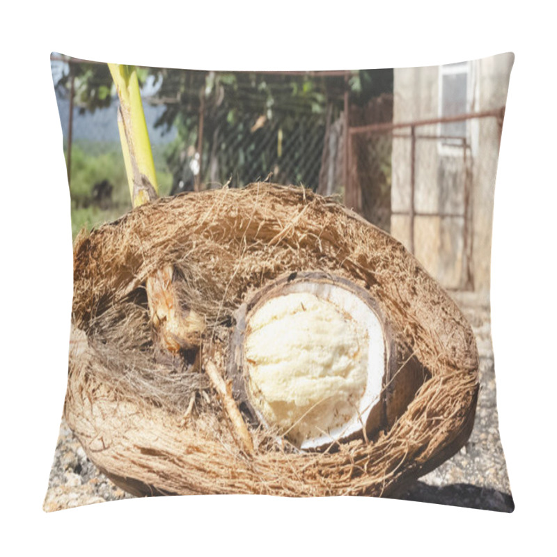 Personality  This Is The Close Up Of A Growing Coconut Plant. Pillow Covers