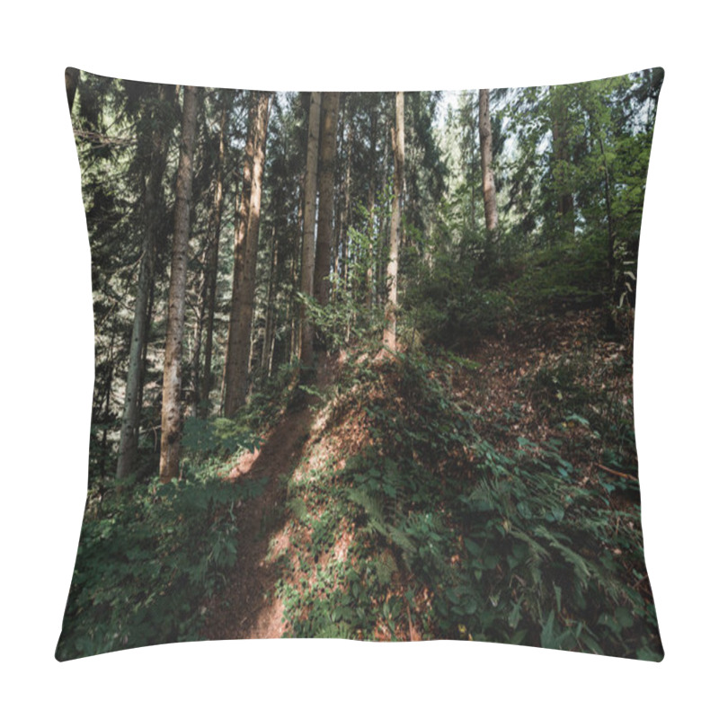 Personality  Sunshine On Trees With Green And Fresh Leaves In Forest  Pillow Covers