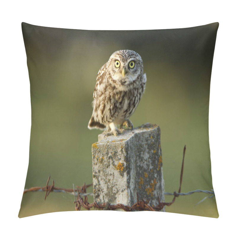 Personality  Little Owl. Athene Noctua Pillow Covers