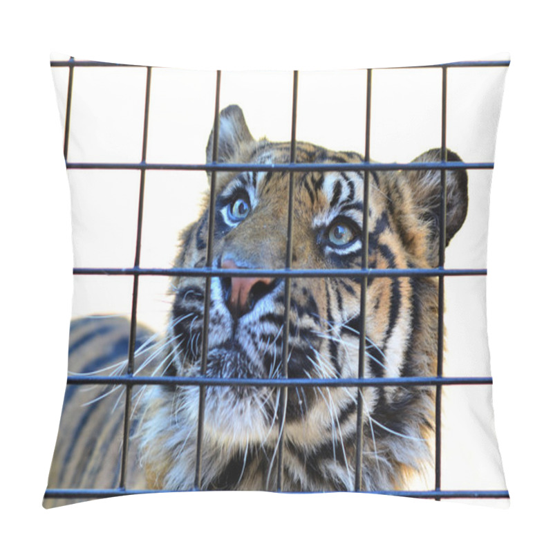 Personality  Sumatran Tiger Pillow Covers