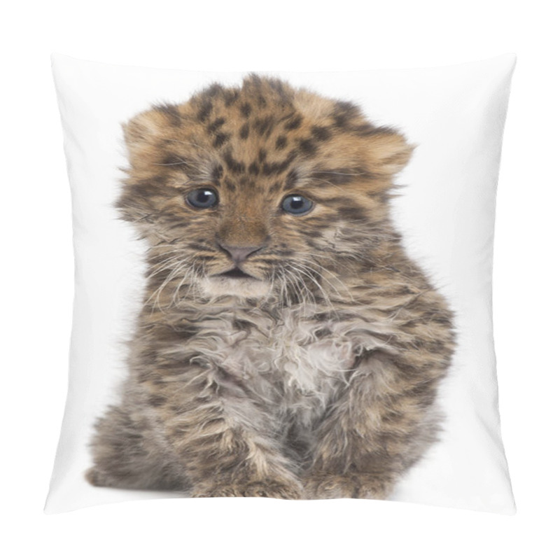 Personality  Amur Leopard Cub, Panthera Pardus Orientalis, 6 Weeks Old, In Fr Pillow Covers