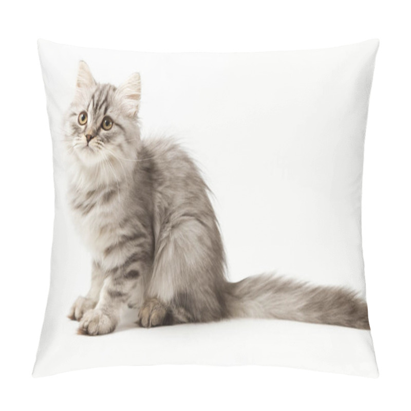 Personality  Long Hair Kitten Sitting On White Background Pillow Covers