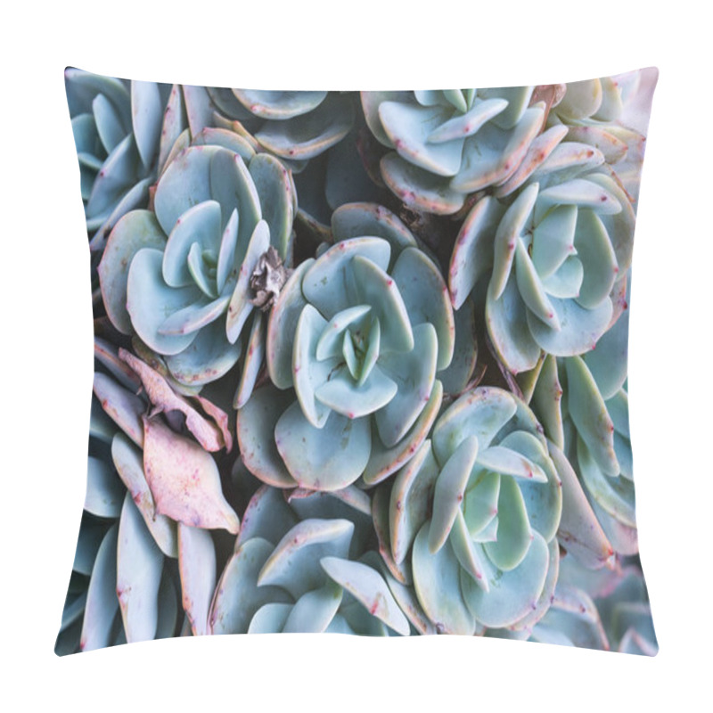 Personality   Miniature Succulent Plants In Garden Pillow Covers