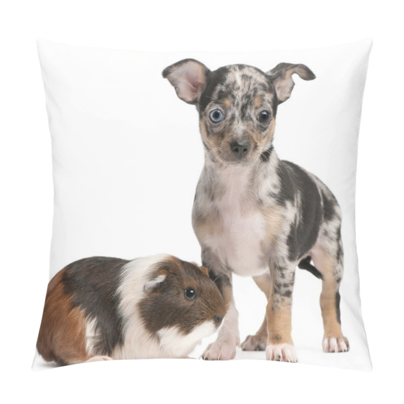 Personality  Chihuahua Puppy With A Guinea Pig In Front Of White Background Pillow Covers