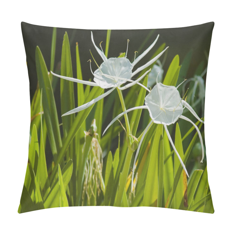 Personality  Alligator Lily, Hymenocallis Palmeri. Characteristic Long Petal-like Sepals Radiating From A Funnel-shaped White Flower With A Green Center. Endemic To Florida Swamps And Wet Flatwoods. Horizontal Pillow Covers