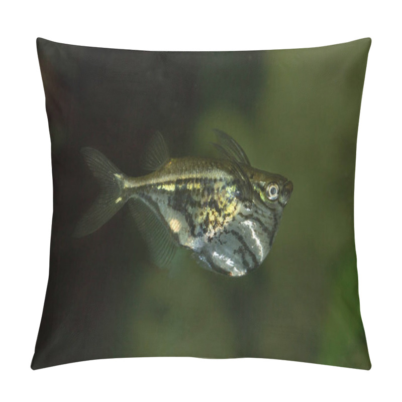 Personality  Marbled Hatchetfish (Carnegiella Strigata). Pillow Covers