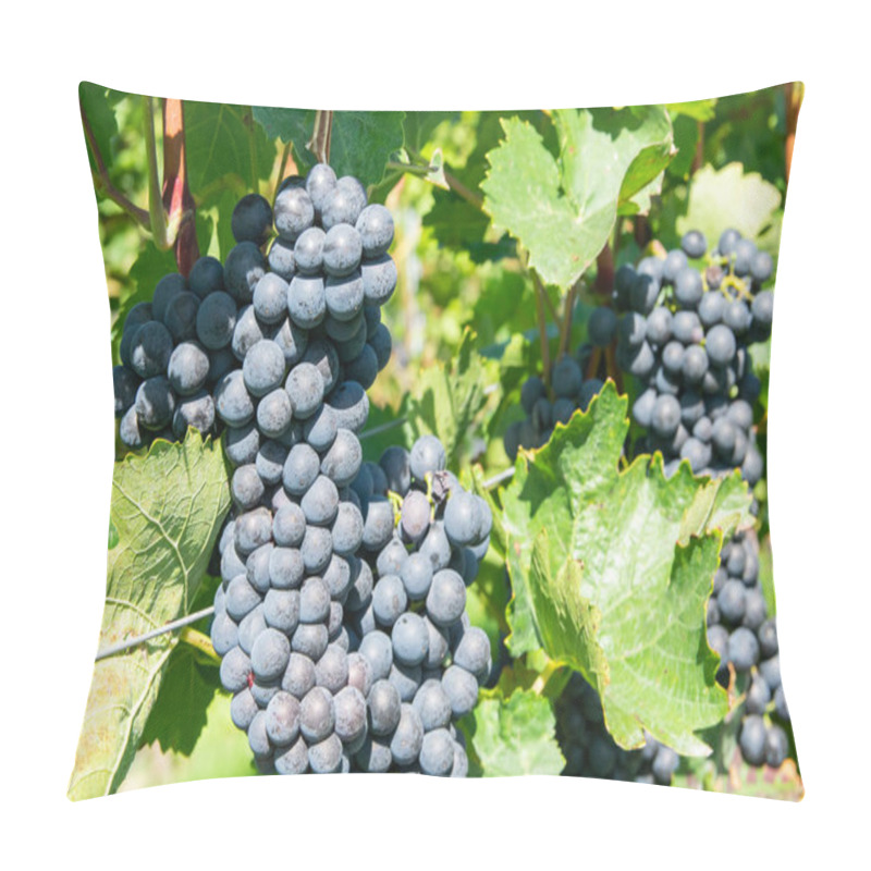 Personality  Big Bunche Of Red Wine Grapes In Sunny Weather On The Vineyard. Summer Harvest For Nature Background. Pillow Covers