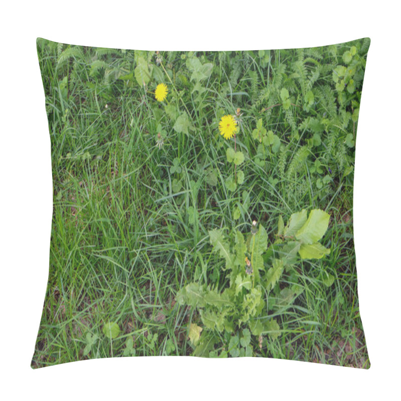 Personality  Dandelions In A Field Of Green Grass And Leaves Pillow Covers