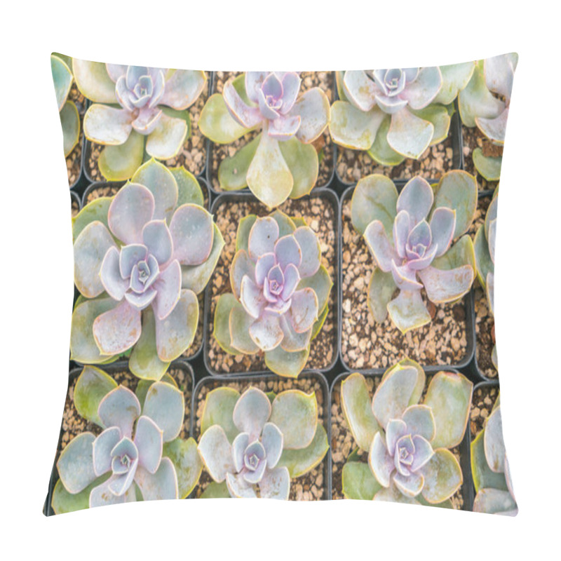 Personality  Beautiful Small Cactus Field . Pillow Covers