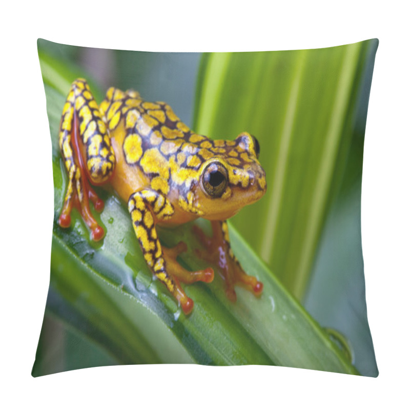 Personality  Harlequin Poison Dart Frog Pillow Covers