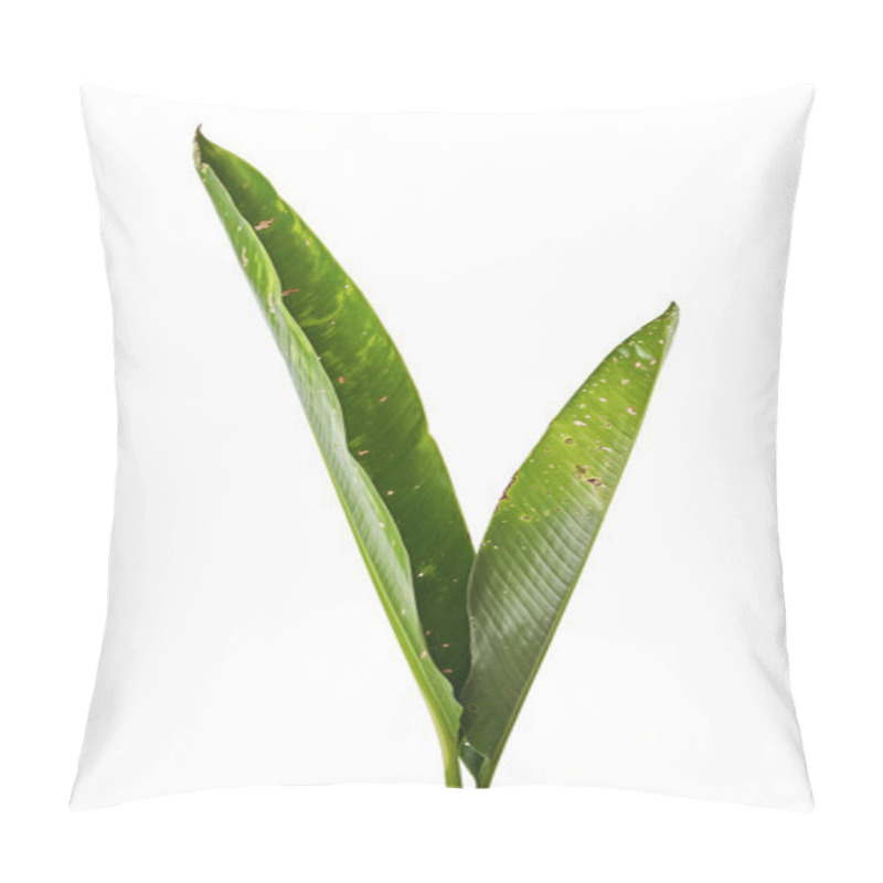 Personality  Strelitzia Reginae, Heliconia, Bird Of Paradise Foliage Isolated On White Background, With Clipping Path Pillow Covers