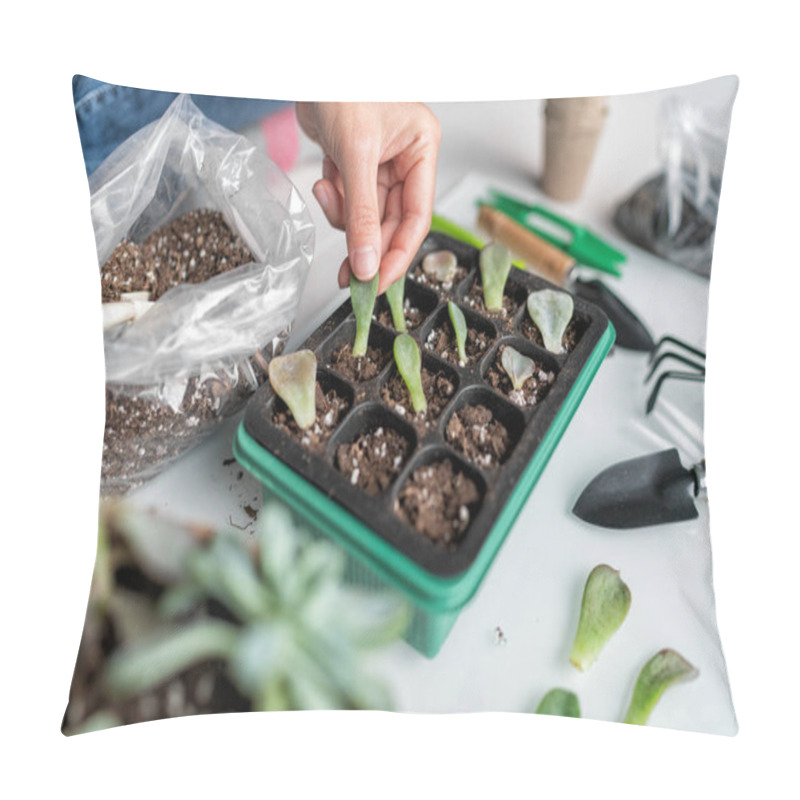 Personality  Succulent Leaf Propagation Diy. Woman Gardening At Home Planting Plant Leaves In Potting Mix Propagator Tray For Sprouting. Indoor Garden In Apartment Pillow Covers