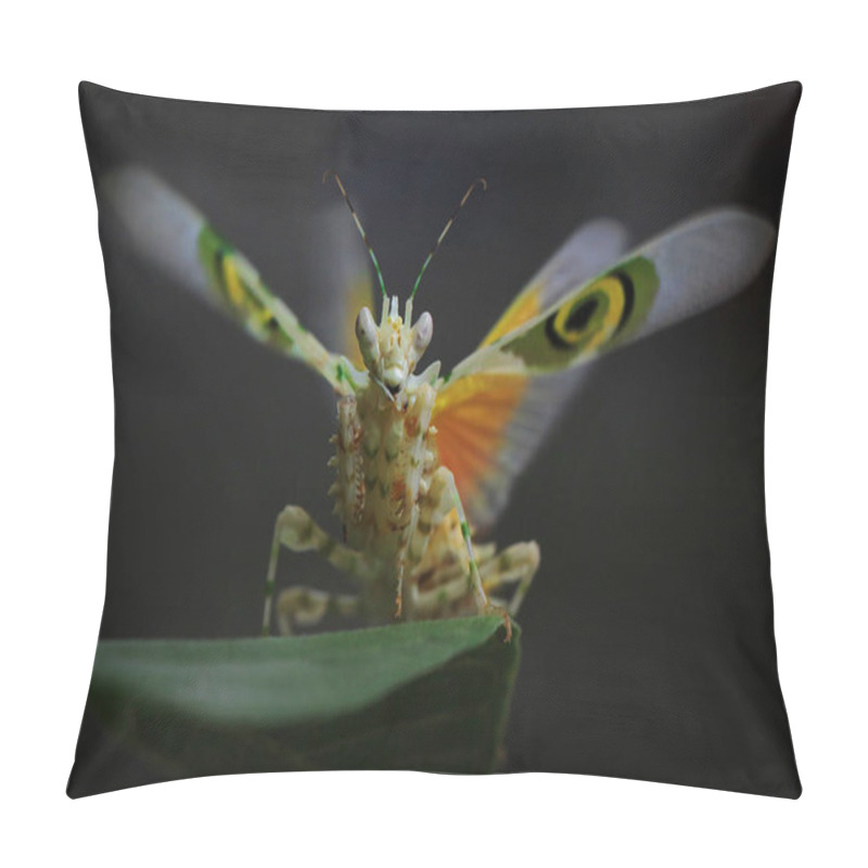 Personality  A Spiny Flower Mantis (Pseudocreobotra Wahlbergii) Is Flapping Its Beautiful Wings To Chase Away Predators. Pillow Covers