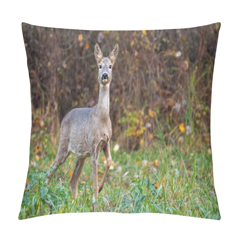 Personality  Roe Deer Doe In Autumn Moving Forward With Leg In The Air. Pillow Covers